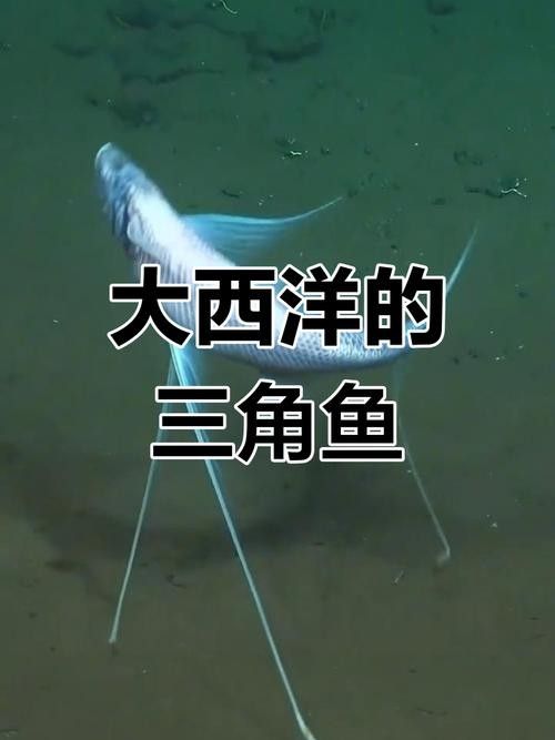 廣東男子釣獲“遠古恐龍魚”，背鰭銳利似劍龍！網友：值好幾百！，廣東男子釣獲“遠古恐龍魚”,背鰭銳利似劍龍!網友:值好幾百!