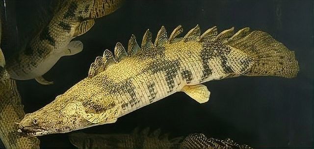 廣東男子釣獲“遠古恐龍魚”，背鰭銳利似劍龍！網友：值好幾百！，廣東男子釣獲“遠古恐龍魚”,背鰭銳利似劍龍!網友:值好幾百!