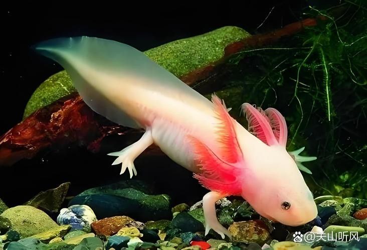 廣東男子釣獲“遠古恐龍魚”，背鰭銳利似劍龍！網友：值好幾百！，廣東男子釣獲“遠古恐龍魚”,背鰭銳利似劍龍!網友:值好幾百!