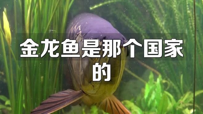曾都金龍魚是否屬于雜牌，曾都金龍魚是否為雜牌的探討