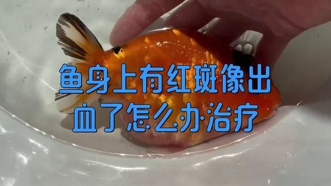 魚身上有紅斑像出血了怎么辦，女王大帆魚身上發紅是怎么回事