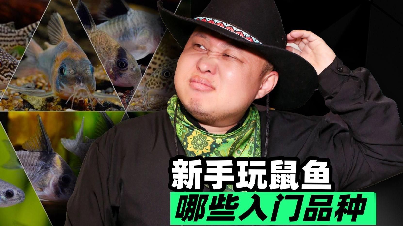 十大口碑最好的鼠魚品種推薦：十大口碑最好的鼠魚品種，十大口碑最好的鼠魚品種 十大口碑最好的鼠魚品種推薦：十大口碑最好的鼠魚品種，十大口碑最好的鼠魚品種 觀賞魚百科 第2張