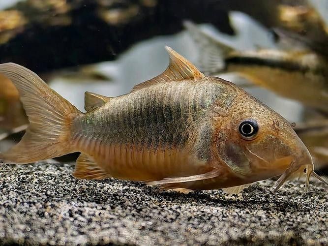 十大口碑最好的鼠魚品種推薦：十大口碑最好的鼠魚品種，十大口碑最好的鼠魚品種 十大口碑最好的鼠魚品種推薦：十大口碑最好的鼠魚品種，十大口碑最好的鼠魚品種 觀賞魚百科 第4張