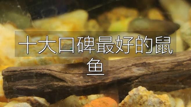 十大口碑最好的鼠魚品種推薦：十大口碑最好的鼠魚品種，十大口碑最好的鼠魚品種 十大口碑最好的鼠魚品種推薦：十大口碑最好的鼠魚品種，十大口碑最好的鼠魚品種 觀賞魚百科 第1張