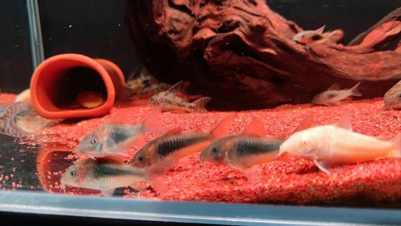 十大口碑最好的鼠魚品種推薦：十大口碑最好的鼠魚品種，十大口碑最好的鼠魚品種 十大口碑最好的鼠魚品種推薦：十大口碑最好的鼠魚品種，十大口碑最好的鼠魚品種 觀賞魚百科 第9張