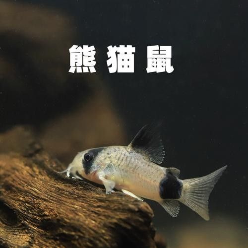 十大口碑最好的鼠魚品種推薦：十大口碑最好的鼠魚品種，十大口碑最好的鼠魚品種 十大口碑最好的鼠魚品種推薦：十大口碑最好的鼠魚品種，十大口碑最好的鼠魚品種 觀賞魚百科 第5張