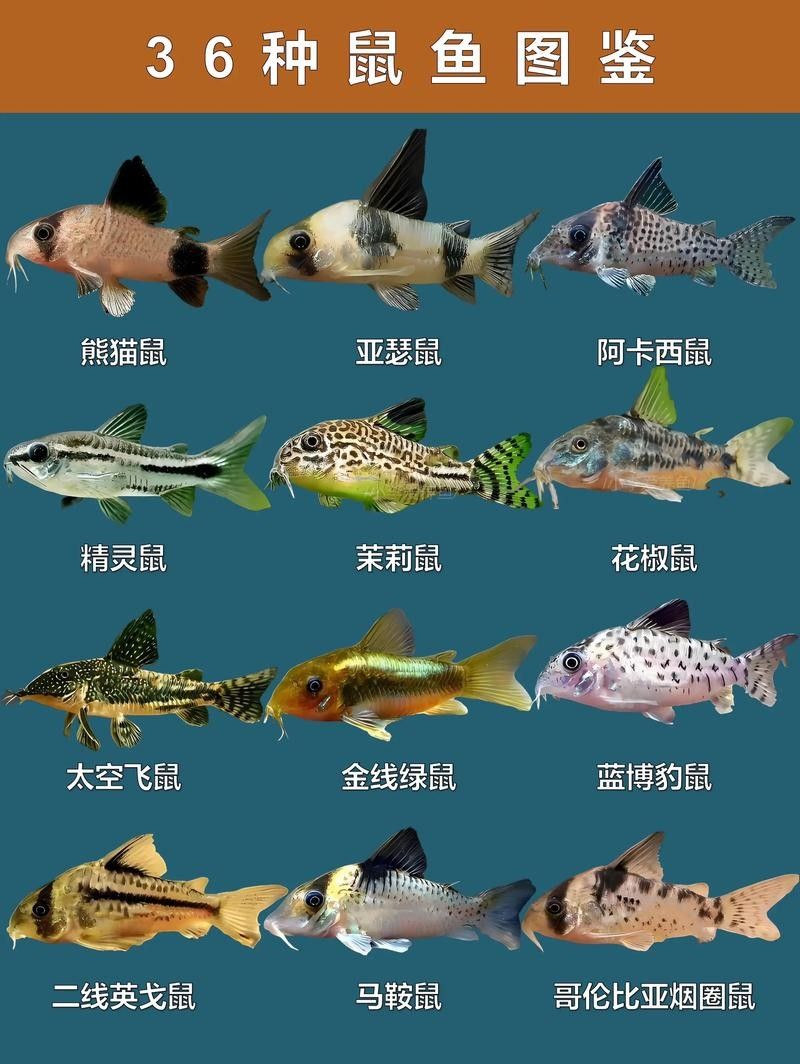 十大口碑最好的鼠魚品種推薦：十大口碑最好的鼠魚品種，十大口碑最好的鼠魚品種 十大口碑最好的鼠魚品種推薦：十大口碑最好的鼠魚品種，十大口碑最好的鼠魚品種 觀賞魚百科 第3張