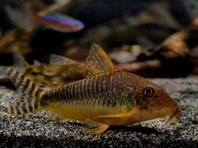 十大口碑最好的鼠魚品種推薦：十大口碑最好的鼠魚品種，十大口碑最好的鼠魚品種 十大口碑最好的鼠魚品種推薦：十大口碑最好的鼠魚品種，十大口碑最好的鼠魚品種 觀賞魚百科 第7張