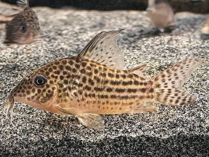 十大口碑最好的鼠魚品種推薦：十大口碑最好的鼠魚品種，十大口碑最好的鼠魚品種 十大口碑最好的鼠魚品種推薦：十大口碑最好的鼠魚品種，十大口碑最好的鼠魚品種 觀賞魚百科 第6張