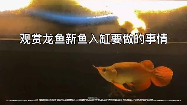龍魚寓意艾米格調，別被“招財”忽悠了，家中養一缸招財龍魚需要遵循以下三個簡單步驟，享受好運