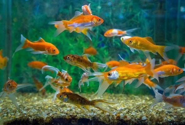 斑馬魚和龍魚能否混養(yǎng)在同一個(gè)魚缸中能否和平共處的條件，斑馬魚和龍魚的特點(diǎn)