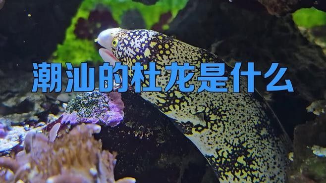 杜龍魚有哪些功效，哪些人群不適合吃杜龍魚？，杜龍魚為何不建議吃語崽習(xí)文苑杜龍魚盡量少吃杜龍魚