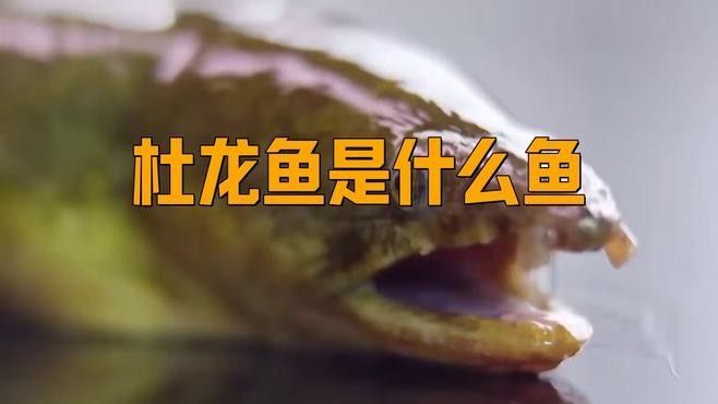 杜龍魚有哪些功效，哪些人群不適合吃杜龍魚？，杜龍魚為何不建議吃語崽習(xí)文苑杜龍魚盡量少吃杜龍魚
