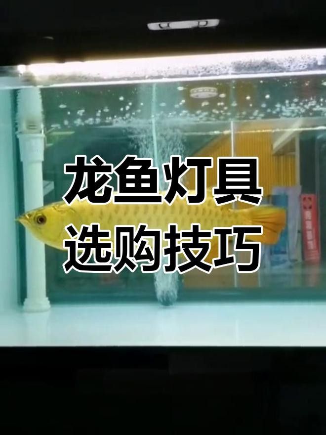 龍魚發色燈光選擇專業建議熒光燈與led對比全民小視頻，魚發色led燈與燈管在效果和適用性上各有優勢