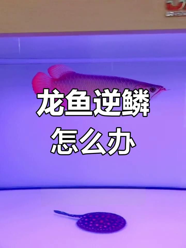 龍魚鱗片翹起這些原因和應對方法你必須知道，龍魚鱗片翹起來怎么回事