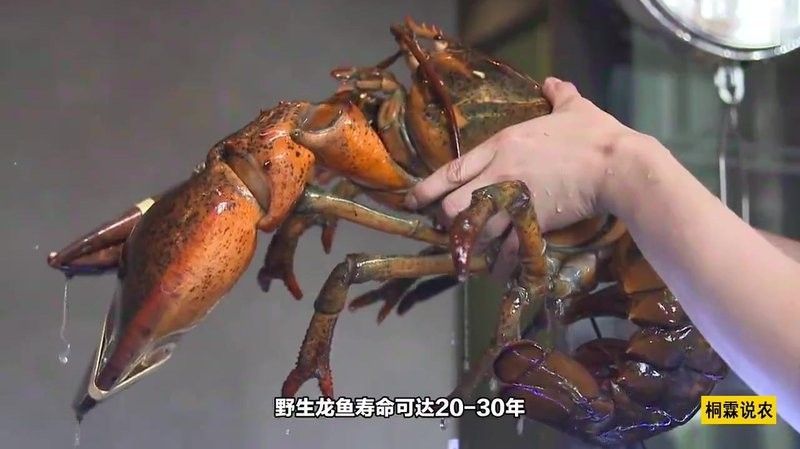 龍魚的壽命一般是多長？，龍魚壽命最長能活多少年熾焰臻品龍魚壽命最長能活多久