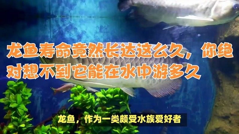 龍魚的壽命一般是多長？，龍魚壽命最長能活多少年熾焰臻品龍魚壽命最長能活多久