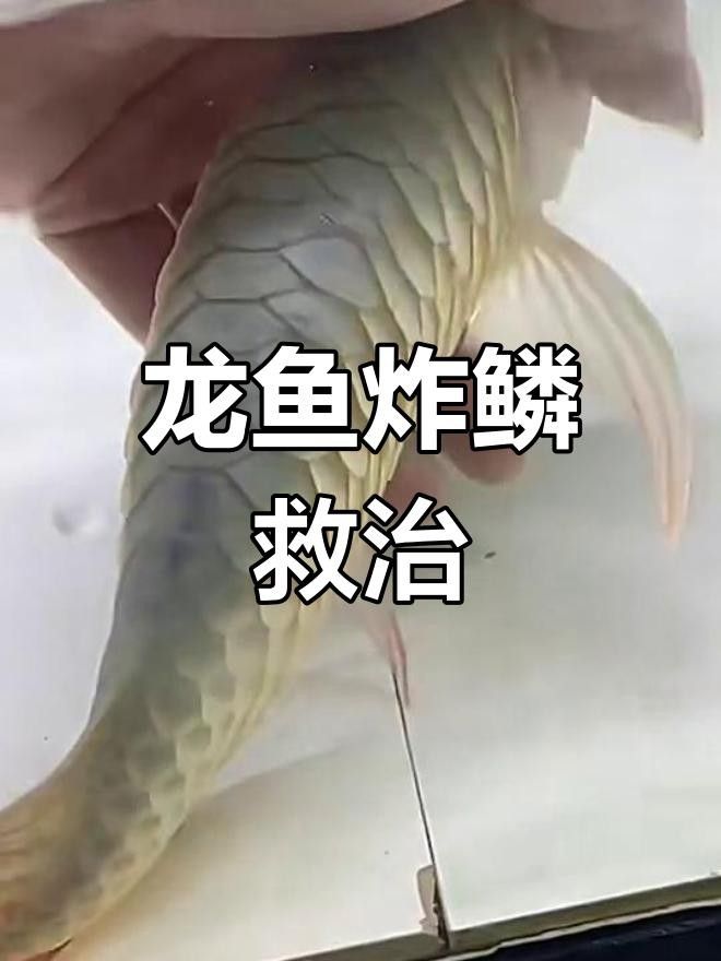 龍魚(yú)炸鱗加土霉素有效嗎？，土霉素對(duì)龍魚(yú)炸鱗有效嗎