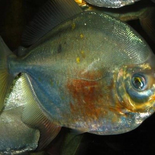 紅丁魚的觀賞價(jià)值如何，紅丁魚有哪些別名，紅丁魚是一種常見(jiàn)的觀賞魚，紅丁魚的觀賞價(jià)值如何