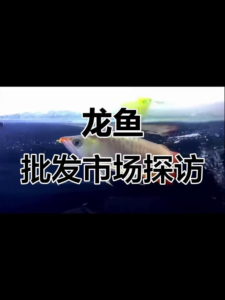 廣州最大龍魚批發(fā)市場(chǎng)探秘紅金龍與藍(lán)底過背價(jià)格大揭秘，中國(guó)最大的龍魚批發(fā)市場(chǎng)在哪里？