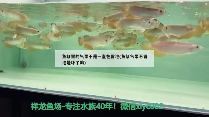 龍魚(yú)身上出現(xiàn)小白點(diǎn)的原因有哪些？，龍魚(yú)身上出現(xiàn)小白點(diǎn)可能會(huì)導(dǎo)致龍魚(yú)身上出現(xiàn)小白點(diǎn)的原因 龍魚(yú)身上出現(xiàn)小白點(diǎn)的原因有哪些？，龍魚(yú)身上出現(xiàn)小白點(diǎn)可能會(huì)導(dǎo)致龍魚(yú)身上出現(xiàn)小白點(diǎn)的原因 觀賞魚(yú)百科 第1張
