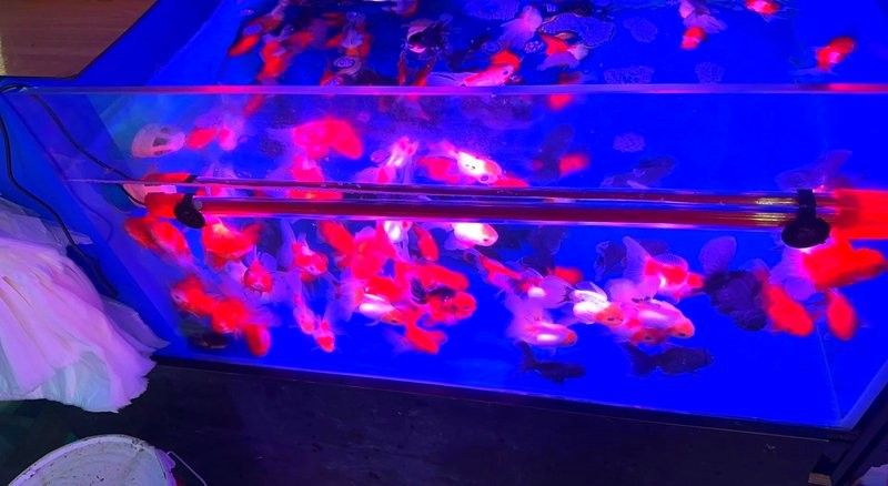 濟南最大的觀賞魚批發市場，西環花鳥魚蟲大世界，lol濟南最大的觀賞魚批發市場，西環花鳥魚蟲大世界 濟南最大的觀賞魚批發市場，西環花鳥魚蟲大世界，lol濟南最大的觀賞魚批發市場，西環花鳥魚蟲大世界 觀賞魚百科 第3張
