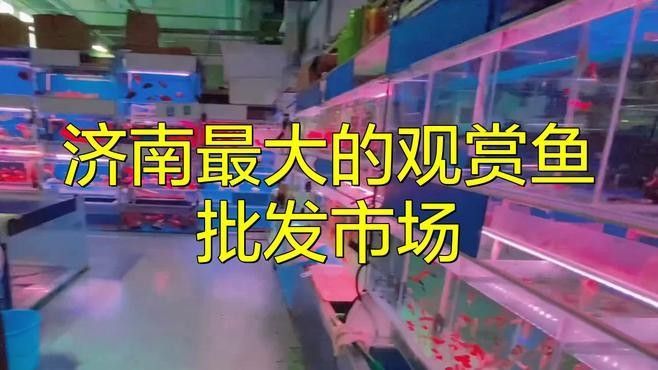 濟南最大的觀賞魚批發市場，西環花鳥魚蟲大世界，lol濟南最大的觀賞魚批發市場，西環花鳥魚蟲大世界 濟南最大的觀賞魚批發市場，西環花鳥魚蟲大世界，lol濟南最大的觀賞魚批發市場，西環花鳥魚蟲大世界 觀賞魚百科 第1張