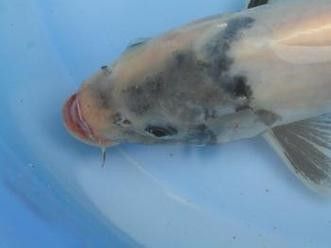 龍魚嘴部發白是什么原因？，龍魚嘴發白后還能活多久，