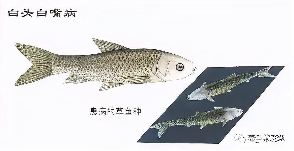 龍魚嘴部發白是什么原因？，龍魚嘴發白后還能活多久，