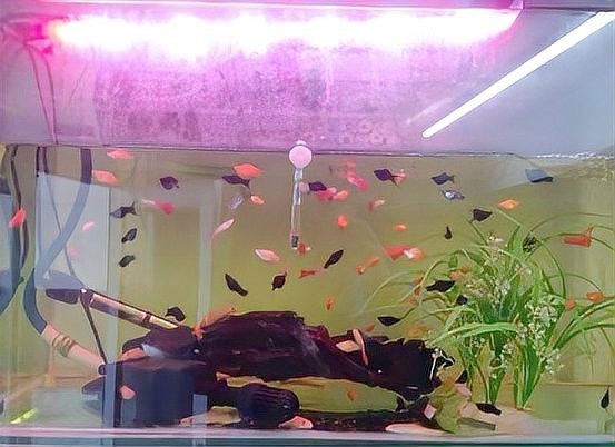 龍魚嘴部發白是什么原因？，龍魚嘴發白后還能活多久，