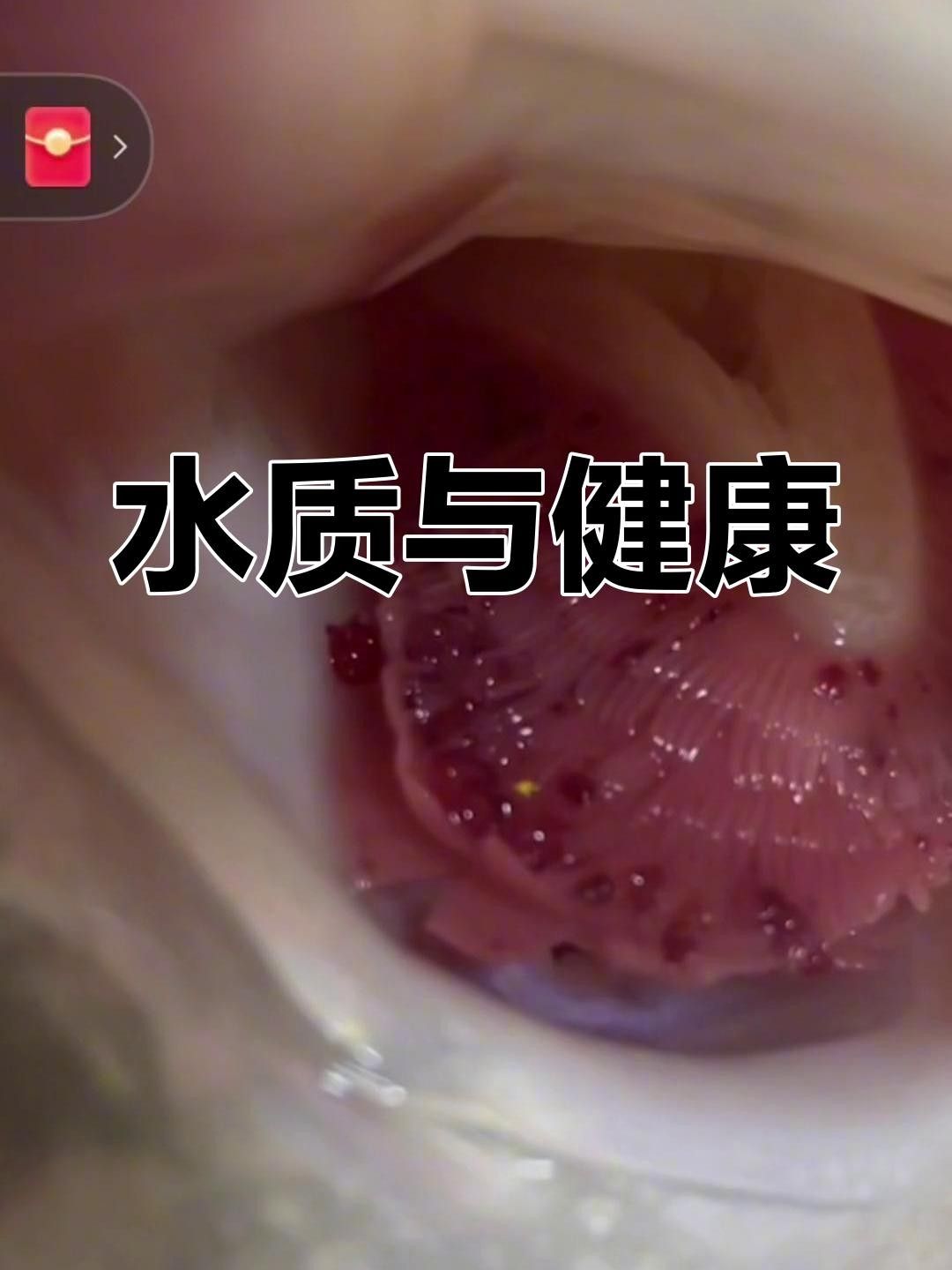 龍魚腮部疾病解析，龍魚翻腮怎么辦 龍魚腮部疾病解析，龍魚翻腮怎么辦 觀賞魚百科 第2張