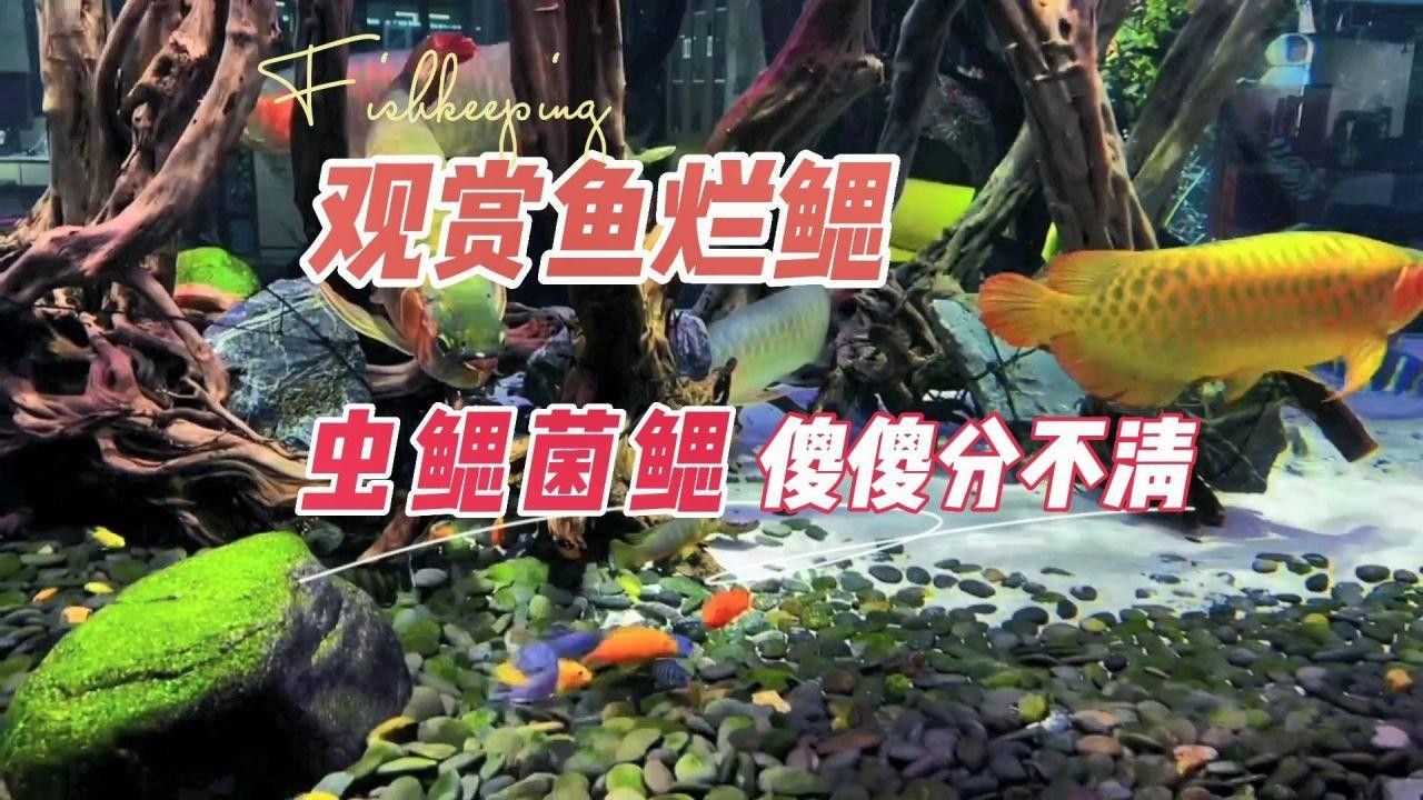 龍魚腮部疾病解析，龍魚翻腮怎么辦 龍魚腮部疾病解析，龍魚翻腮怎么辦 觀賞魚百科 第4張