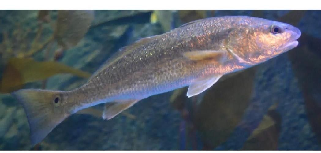 眼斑魚的品牌排行榜，眼斑魚品牌排行榜