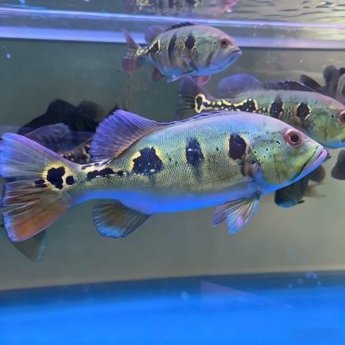 眼斑魚(yú)的品牌排行榜，眼斑魚(yú)品牌排行榜