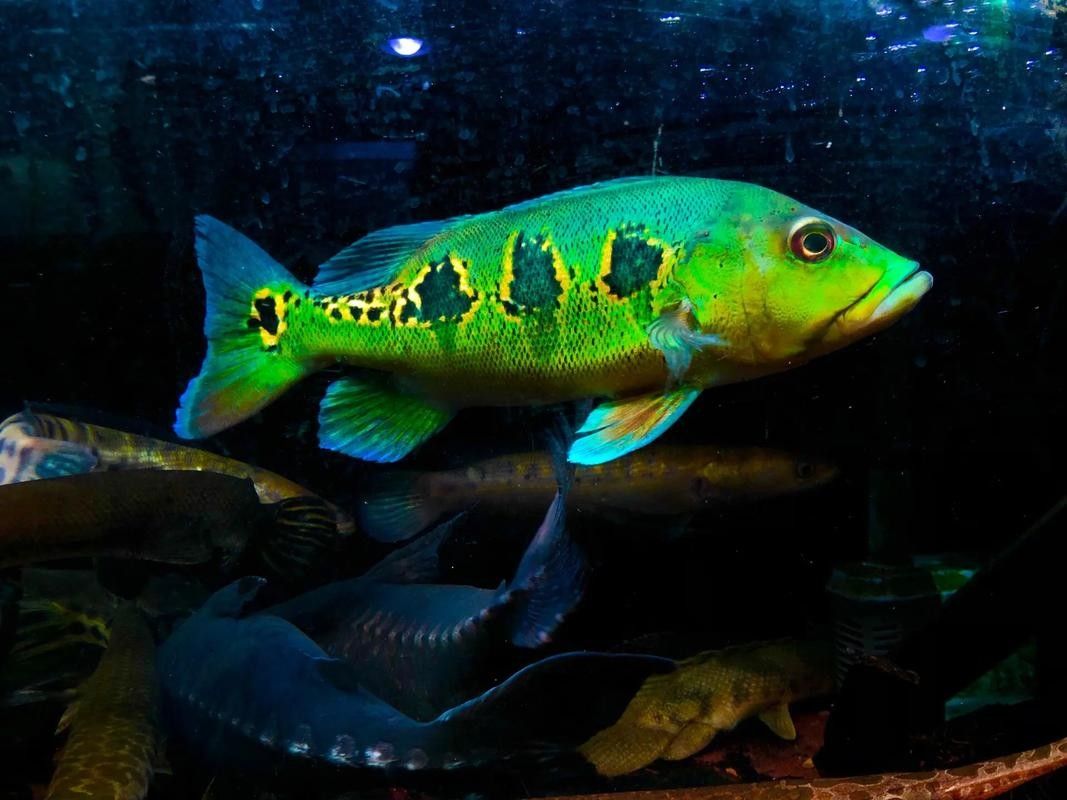 眼斑魚(yú)的品牌排行榜，眼斑魚(yú)品牌排行榜
