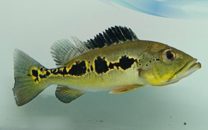 眼斑魚(yú)的品牌排行榜，眼斑魚(yú)品牌排行榜