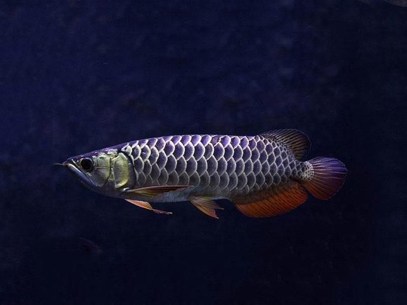 龍魚脹氣怎么辦，紅龍魚脹氣浮背怎么辦教你快速排氣方法魚脹氣了怎么辦