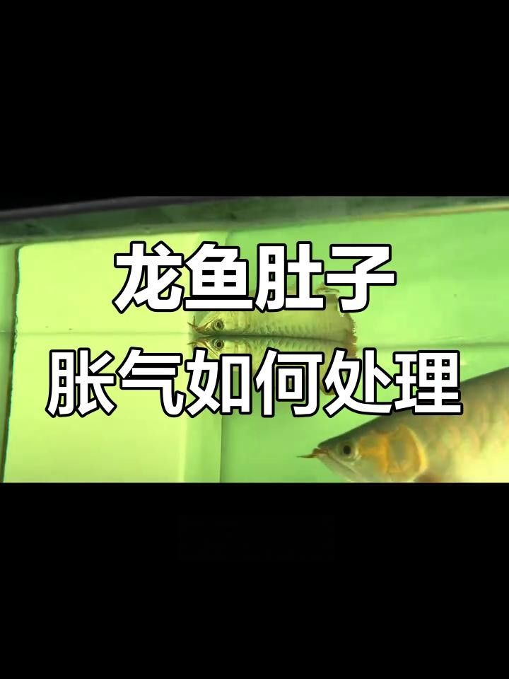 龍魚脹氣怎么辦，紅龍魚脹氣浮背怎么辦教你快速排氣方法魚脹氣了怎么辦