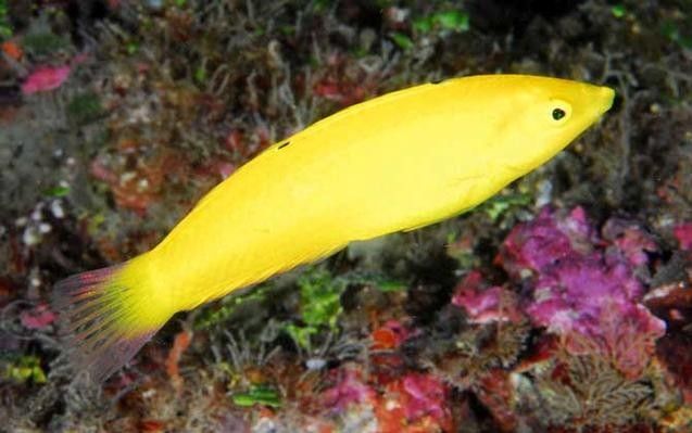 黃龍魚的價格是多少？黃龍魚的繁殖方式是怎樣的？，珊瑚礁的“黃金醫生”秒懂大百科,每天介紹一種海魚-黃龍魚