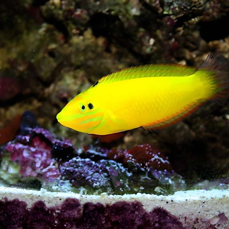 黃龍魚的價格是多少？黃龍魚的繁殖方式是怎樣的？，珊瑚礁的“黃金醫生”秒懂大百科,每天介紹一種海魚-黃龍魚