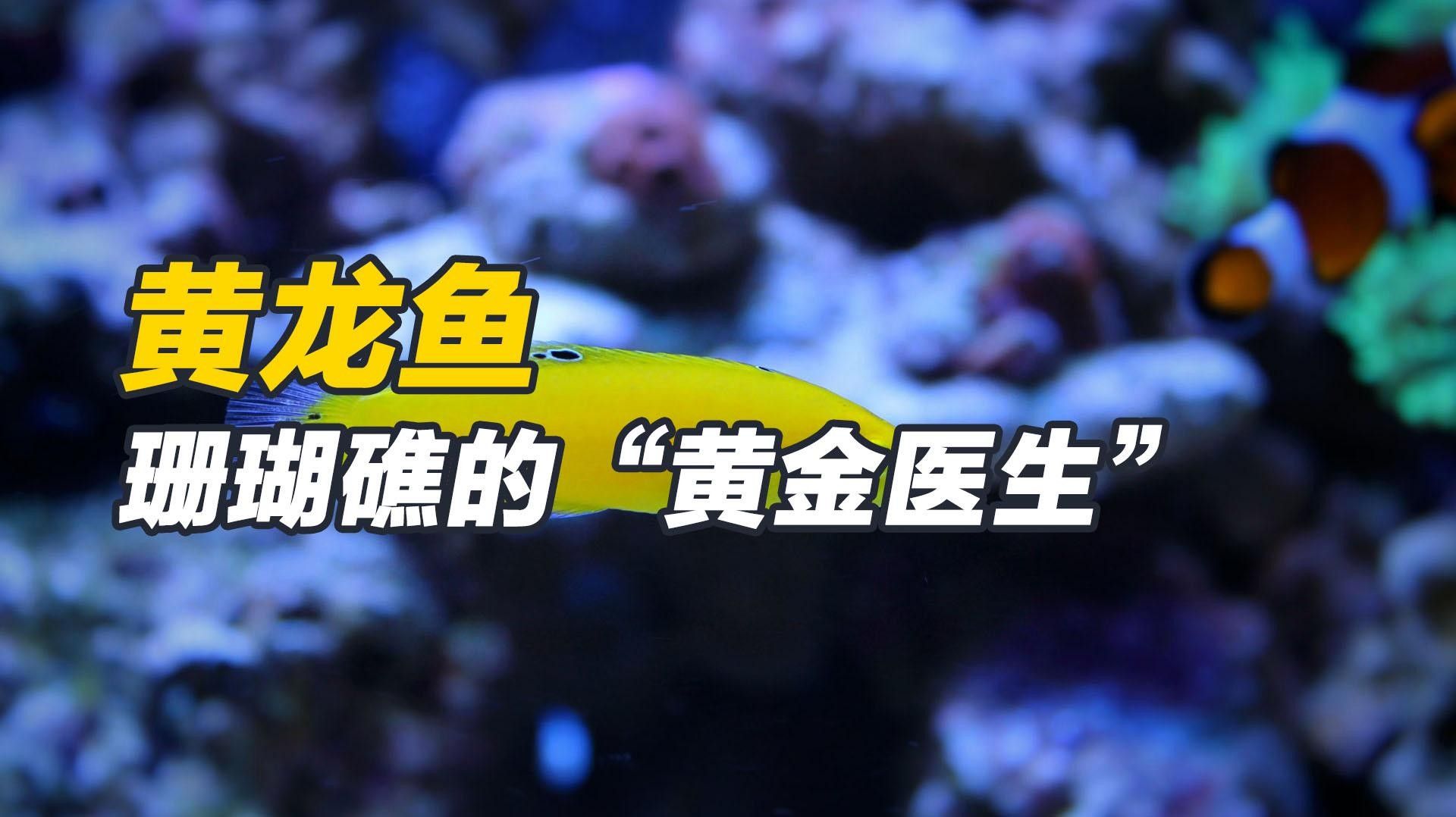 黃龍魚的價格是多少？黃龍魚的繁殖方式是怎樣的？，珊瑚礁的“黃金醫生”秒懂大百科,每天介紹一種海魚-黃龍魚