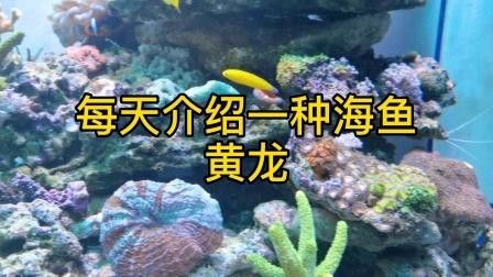 黃龍魚的價格是多少？黃龍魚的繁殖方式是怎樣的？，珊瑚礁的“黃金醫生”秒懂大百科,每天介紹一種海魚-黃龍魚