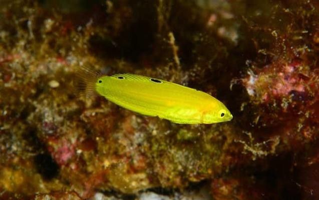 黃龍魚的價格是多少？黃龍魚的繁殖方式是怎樣的？，珊瑚礁的“黃金醫生”秒懂大百科,每天介紹一種海魚-黃龍魚