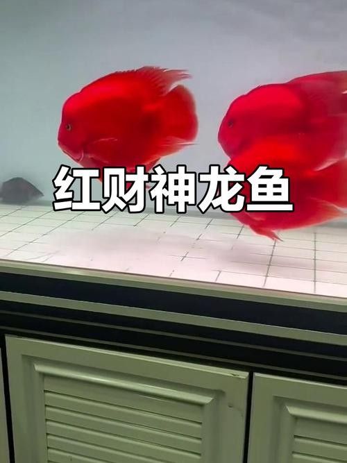 關于元寶紅龍魚的詳細介紹，元寶紅龍魚好養嗎，