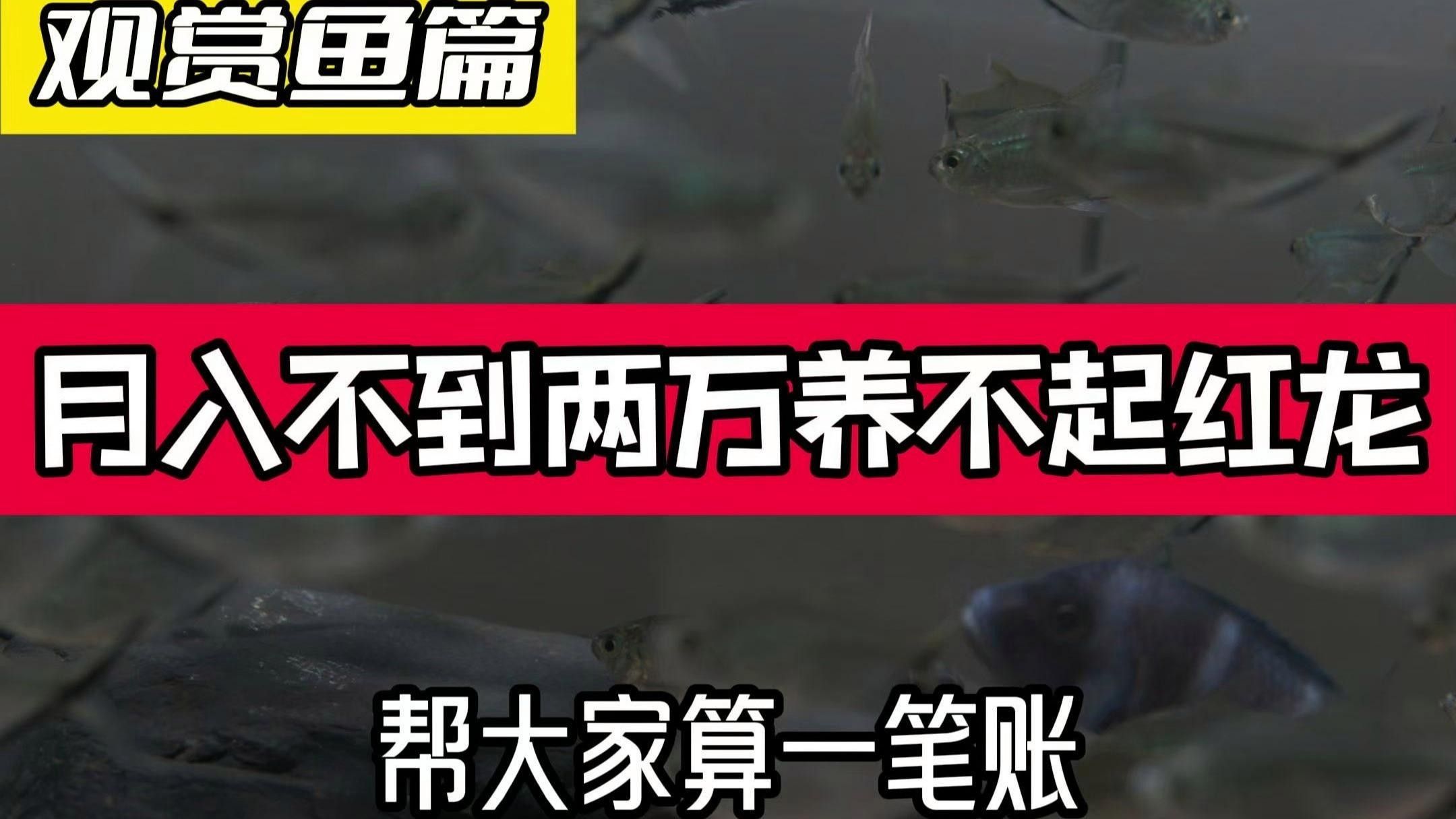 關于元寶紅龍魚的詳細介紹，元寶紅龍魚好養嗎，