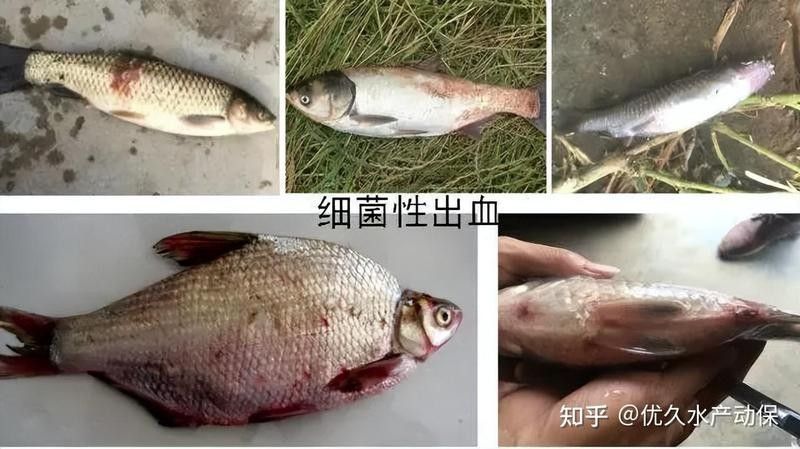 菠蘿魚最怕三個東西，菠蘿魚在飼養過程中需要注意以下三種常見疾病的影響