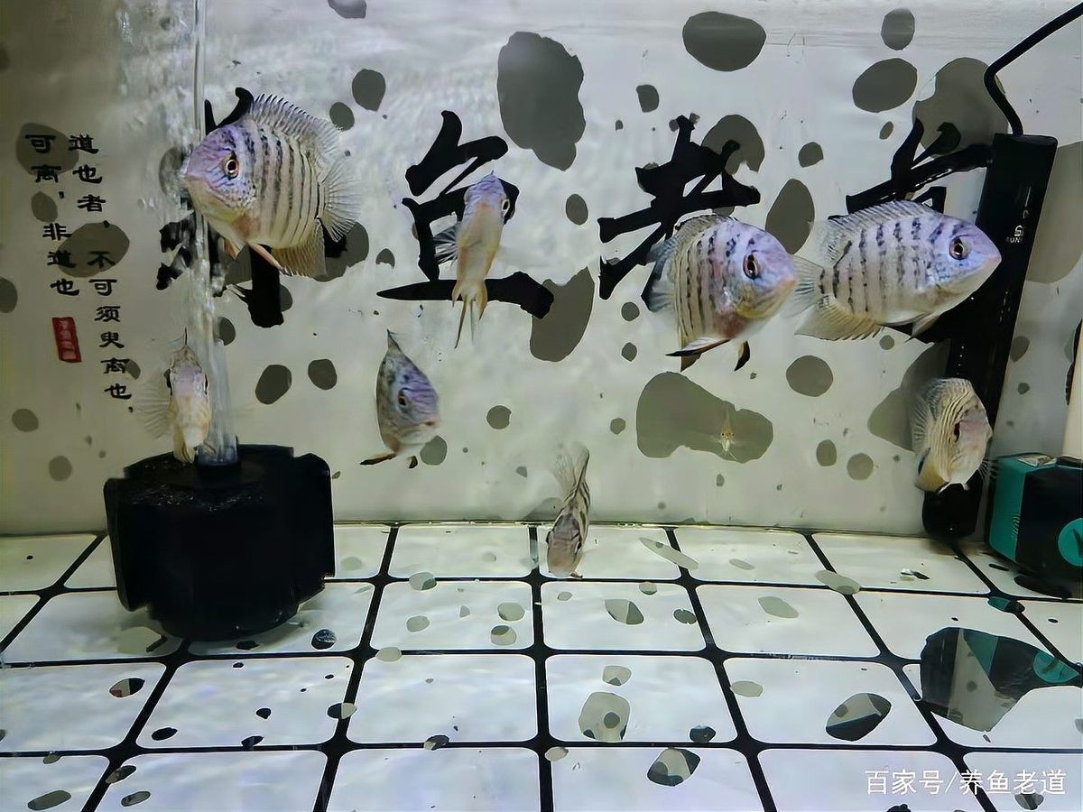 菠蘿魚最怕三個東西，菠蘿魚在飼養過程中需要注意以下三種常見疾病的影響