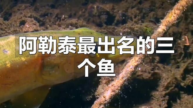 阿勒泰的冷水魚(yú)，阿勒泰冷水魚(yú)是什么魚(yú)