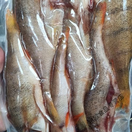 阿勒泰的冷水魚(yú)，阿勒泰冷水魚(yú)是什么魚(yú)