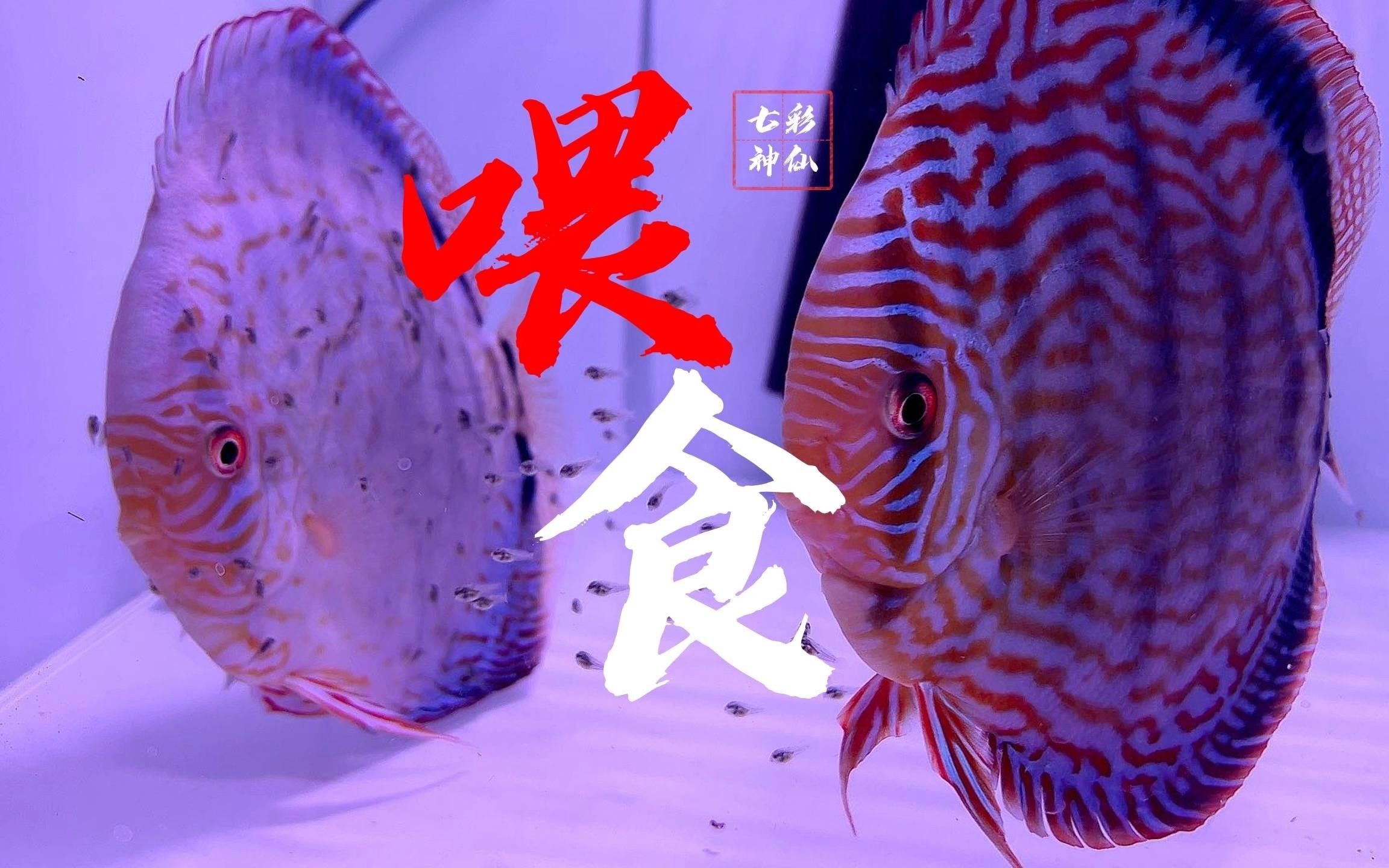 龍魚喂牛心漢堡怎么喂龍魚喂牛心漢堡有哪些注意事項，龍魚喂牛心漢堡怎么喂牛心漢堡喂食技巧與儲存方法